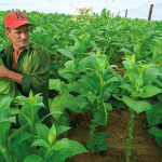 The Journey from Tobacco Farm to Cigarette